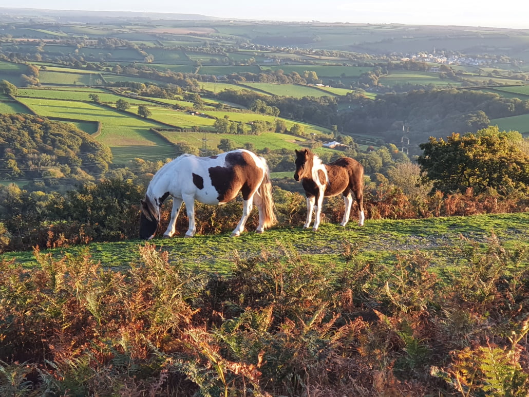 Can honey help to alleviate hay fever in horses?