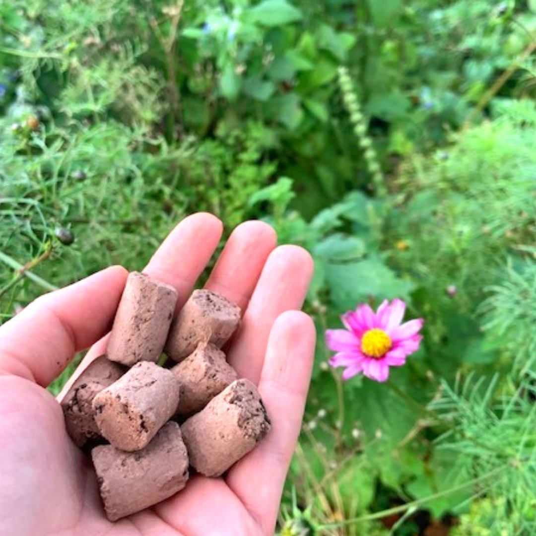 Native Beebomb Wildflower Seeds (5 Pack)