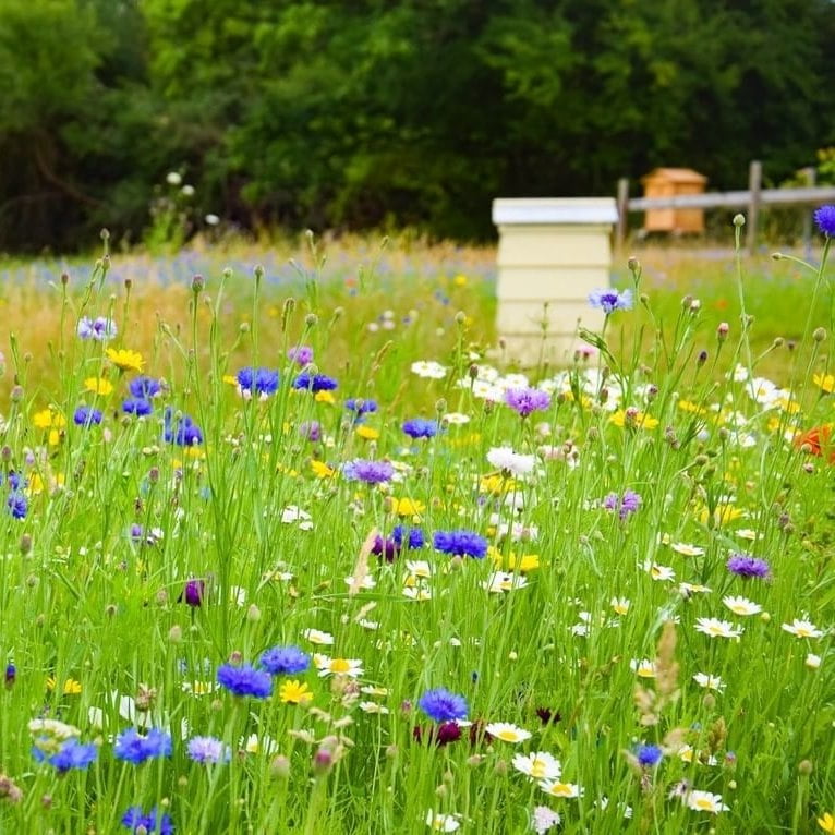 Native Beebomb Wildflower Seeds (5 Pack)