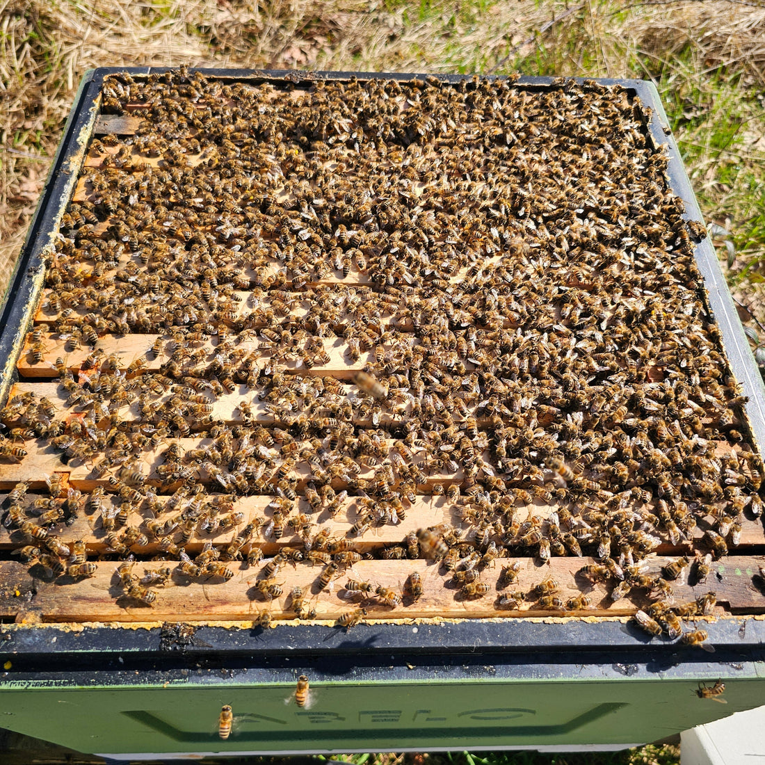 Why Are Bees Dying in the UK? What’s Really Causing Winter Hive Losses