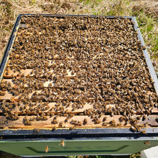 Why Are Bees Dying in the UK? What’s Really Causing Winter Hive Losses