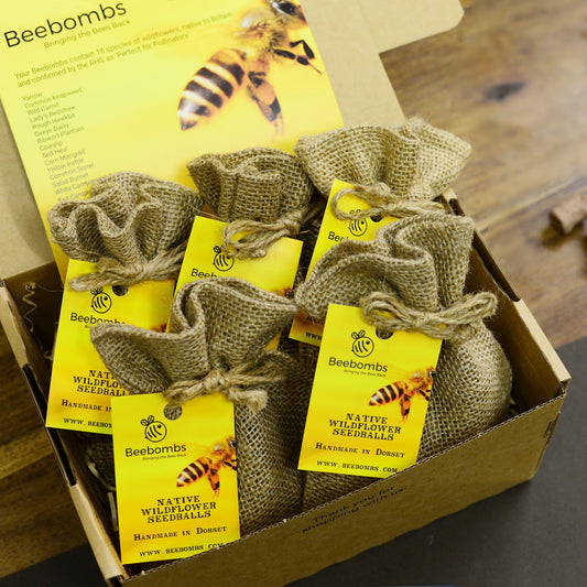 Native Beebomb Wildflower Seeds (5 Pack)